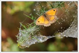 effet papillon effet papillon