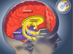 L'amygdale, c'est le circuit cérébral de la peur : sans son amygdale, le cerveau n'a plus peur de rien.